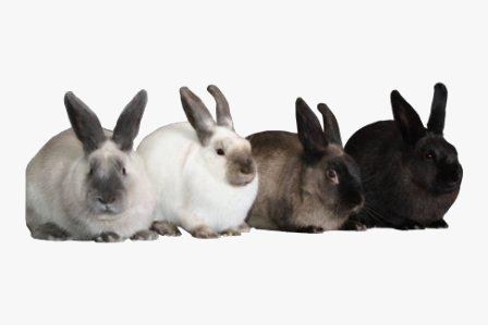 Efficiënt Serie van Gemaakt van marter konijnen